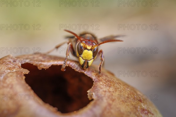 Hornet (Vespa crabro) eats on an apple, Germany