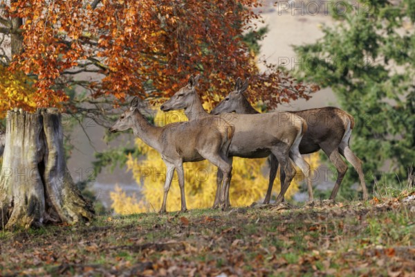Red deer (Cervus elaphus), Germany
