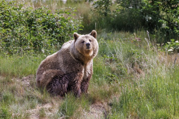 Brown bear (Ursus arctos), Germany