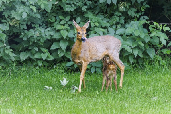 Ricke with young (Capreolus capreolus), Germany
