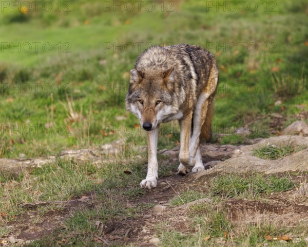 Wolf (Canis lupus), Germany