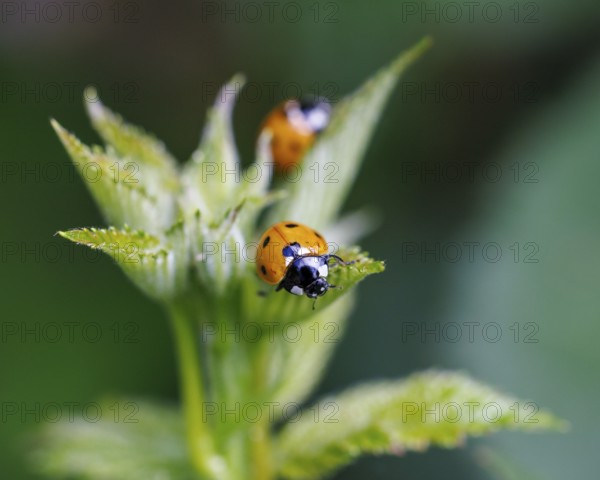 Seven-spotted ladybird (Coccinella septempunctata), Germany