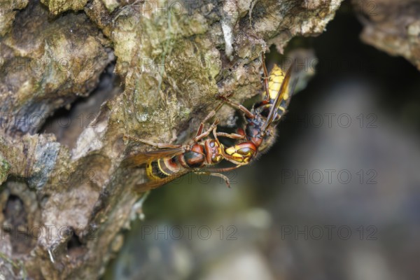 Hornissen (Vespa crabro), Germany