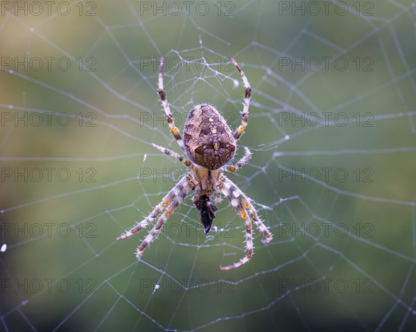 Garden spider (Araneus diadematus), Germany