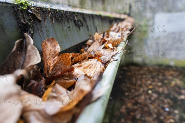 A clogged gutter is filled to the brim with brown, dry autumn leaves, Wuppertal, Germany