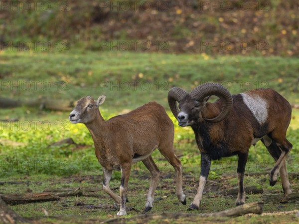 Mouffle buck driving a goat in front of him, North Rhine-Westphalia, Germany