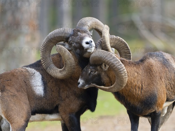 Two grouches have wedged their horns, North Rhine-Westphalia, Germany