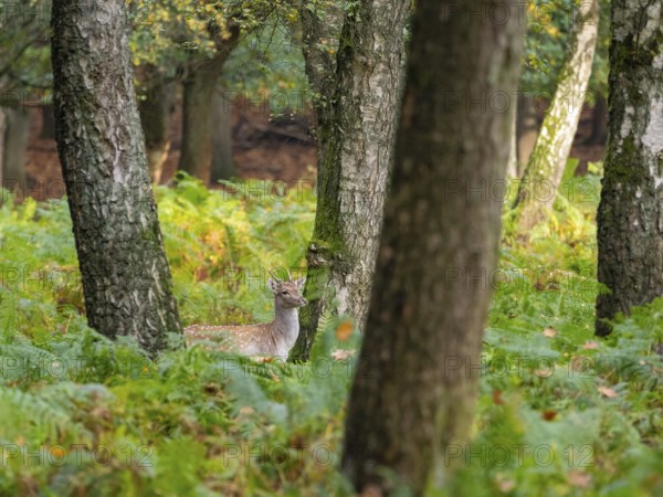 Fallow deer in the forest, North Rhine-Westphalia, Germany