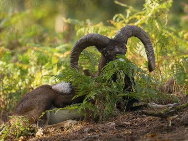A mouflon resting in the forest, North Rhine-Westphalia, Germany