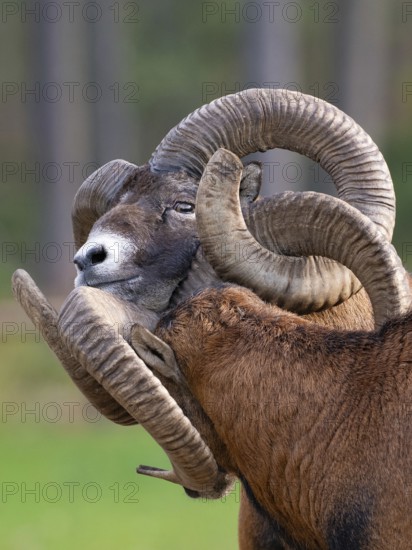 Two grouches have wedged their horns, North Rhine-Westphalia, Germany