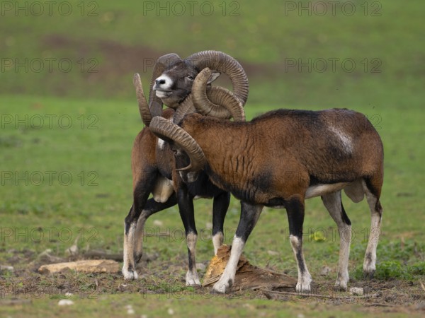 Two grouches have wedged their horns, North Rhine-Westphalia, Germany