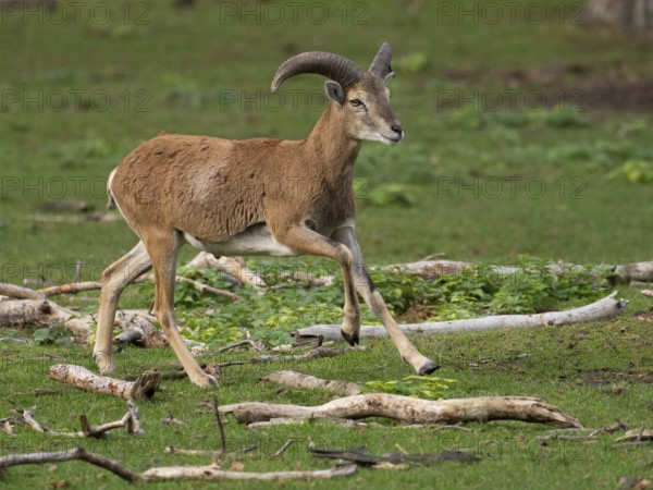 A young grouch running, North Rhine-Westphalia, Germany