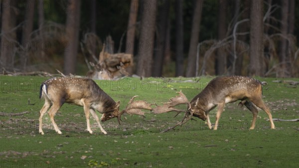 Fallow deer fighting, North Rhine-Westphalia, Germany