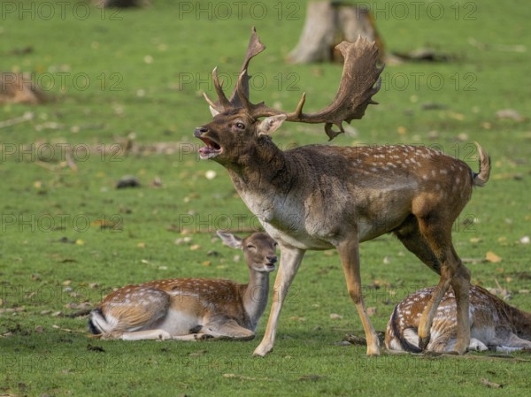 A fallow deer in a rut, North Rhine-Westphalia, Germany