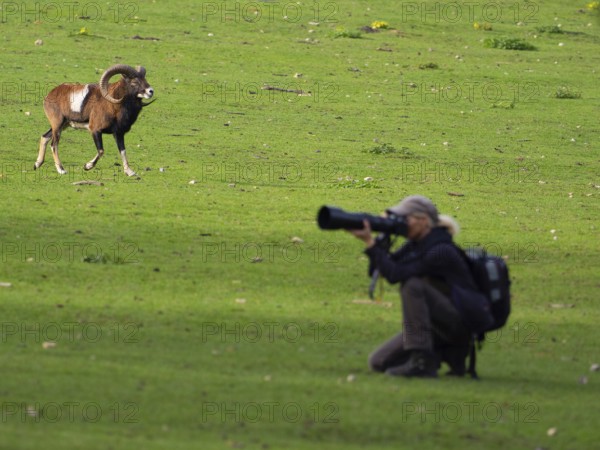 An animal photographer and a mouflon, North Rhine-Westphalia, Germany