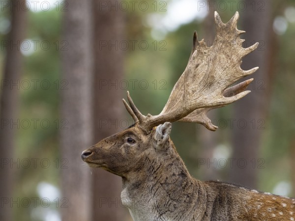 Fallow deer with a shovel, North Rhine-Westphalia, Germany