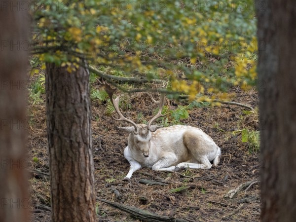 A white fallow deer in the forest at rest, North Rhine-Westphalia, Germany