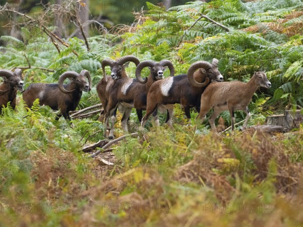 Mouflons stalking a goat, North Rhine-Westphalia, Germany