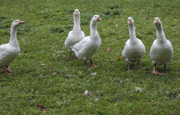 White domestic geese (Anser anser formes domestica), MÃ¼nsterland, North Rhine-Westphalia, Germany