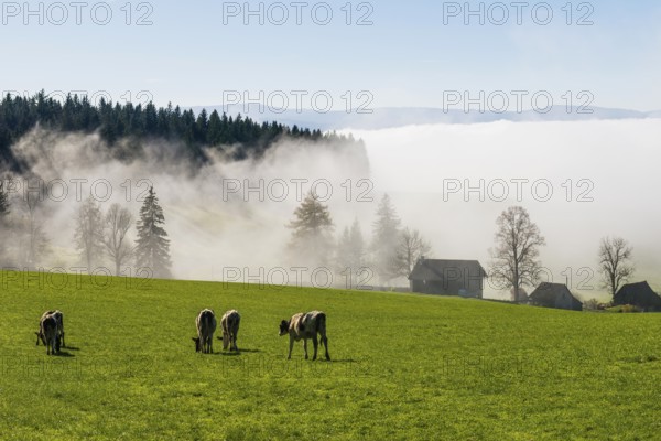 Fog and sun in autumn, St Peter, Black Forest, Southern Black Forest, Baden-WÃ¼rttemberg, Germany