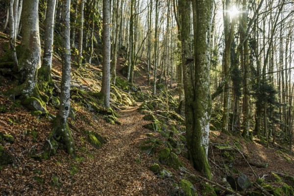 Hiking trail, Zweribach Waterfalls, protected forest, St MÃ¤rgen, Black Forest, Southern Black Forest, Baden-WÃ¼rttemberg, Germany