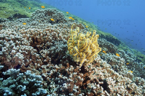 Underwater photo of Yellow Feather Star (Cenometra bella) sitting on stony corals (Scleractinia) in coral reef, Similan Islands, Andaman Sea, Thailand