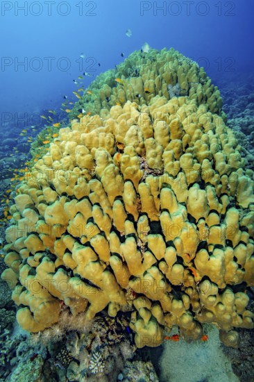 Underwater photo of intact reef-building dome coral (Porites nodifera) coral block of living healthy hard corals Hard corals in tropical coral reef, Indo-Pacific, Philippines