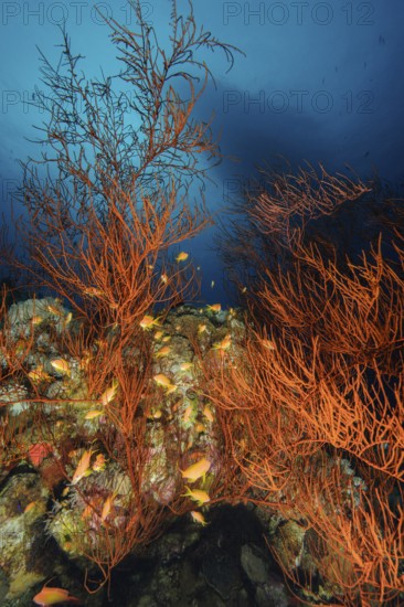 Underwater photo of black coral (Antipathes dichotoma) horn corals with a small swarm of jewels sea bass (Pseudanthias squamipinnis) jeweled sea bass, Red Sea, Egypt