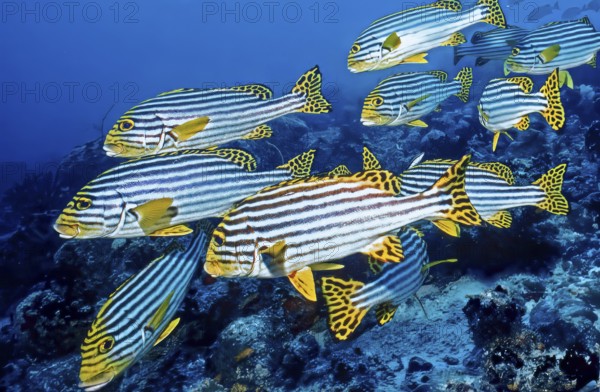 Underwater photo of small swarm group of striped oriental sweet lip (Plectorhinchus vittatus), Indian Ocean, Maldives