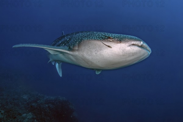 Underwater photo of Great whale shark (Rhincodon type) plankton-eater swimming past coral reef in front of observer through blue sea, Pacific