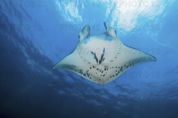Manta ray (Mobula birostris) Manta swims below water surface through blue sea, tropical waters, Pacific, international