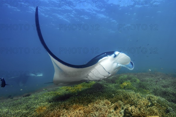 Underwater photo of manta rays (Mobula alfredi) Riffmanta Manta swims in floating over cleaner station in shallow coral reef of reef-forming hard corals (Scleractinia), Pacific