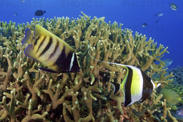 Underwater photo from left six-banded angelfish (Pomacanthus sexstriatus) right halter fish (Zanclus cornutus), Pacific Ocean, Yap State, Caroline Islands, FSM, Federated States of Micronesia, Australia, Oceania