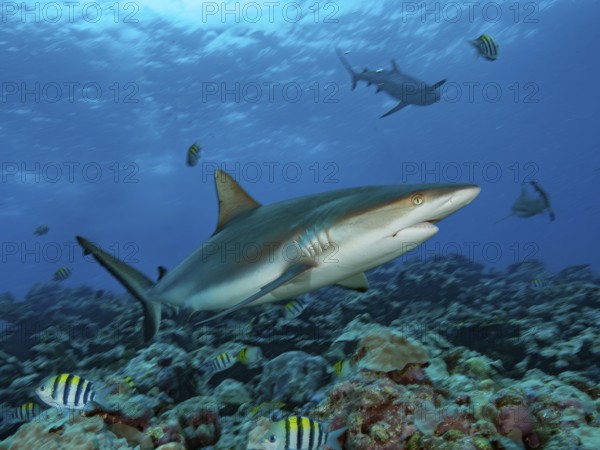 Underwater photo of gray reef shark (Carcharhinus amblyrhynchos) hunting for prey in coral reef, Red Sea, Indian Ocean, Pacific