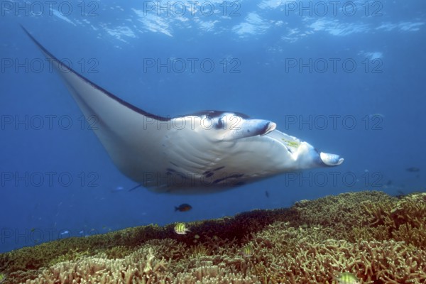 Underwater photo of manta rays (Mobula alfredi) Riffmanta Manta swims at cleaning station in shallow coral reef of reef-building stony corals (Scleractinia), Pacific