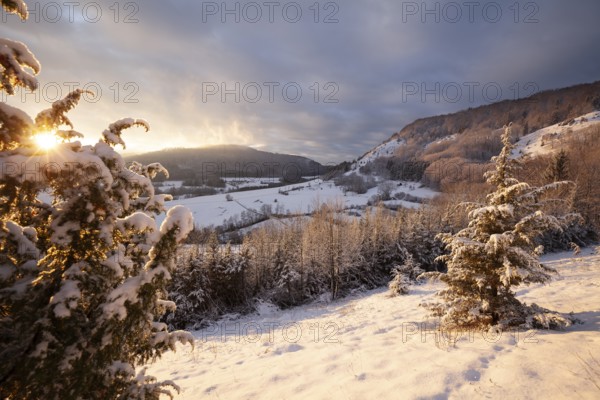 Christmas tree in the golden evening light of sunset Christental, Nenningen, Donzdorf, Baden-WÃ¼rttemberg. germany