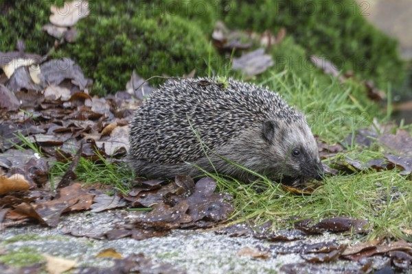 European hedgehog (Erinaceus europaeus), Emsland, Lower Saxony, Germany