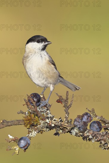 Swamp tit, (Parus palustris), sitting on a branch in a blackthorn bush, (Prunus spinosa), sloes, with ripe fruit, autumn, wildlife, animals, tit family, songbird, birds, Wilnsdorf, North Rhine-Westphalia, Germany