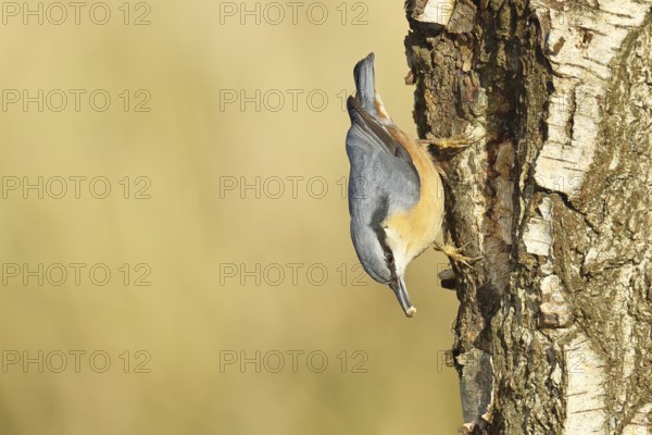 Nuthatch (Sitta europaea), running upside down on a birch tree, Wilnsdorf, North Rhine-Westphalia, Germany
