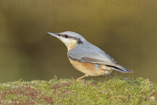 Nuthatch (Sitta europaea) sitting on a tree root covered with moss, Wilnsdorf, North Rhine-Westphalia, Germany