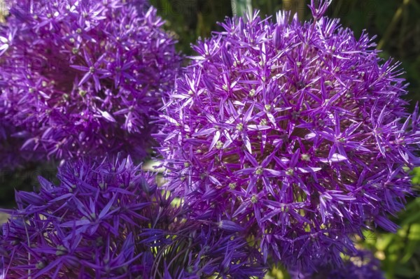 Leeks (Allium), ornamental garlic, large beautiful flowers, purple globes, flowers, plants, gardens, Germany
