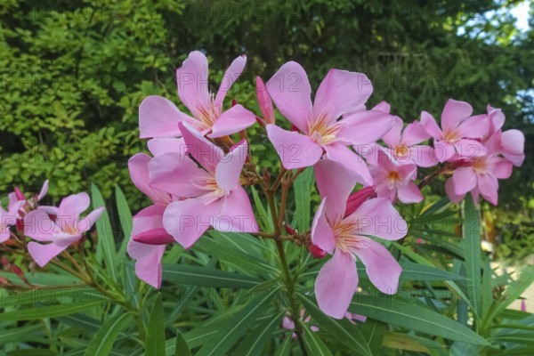 Oleander (Nerium oleander), rose laurel, large pink flowers, poisonous dogs, plants, gardens, Germany