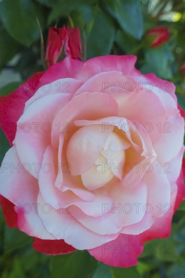 Roses (pink), pink blossom, flowers, plants, gardens, Germany