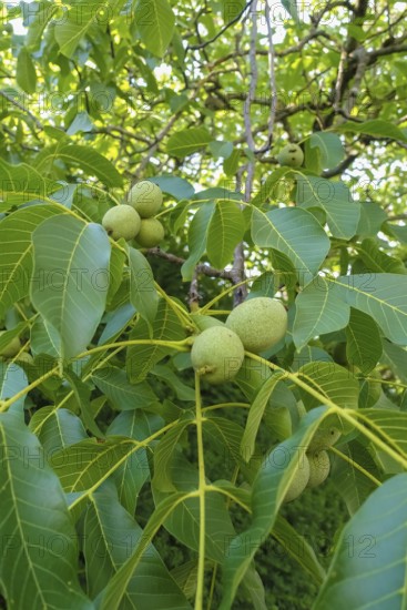 Real walnut, walnut tree (Juglans regia), deciduous tree, green nuts in summer, leaves, plants, gardens, Germany