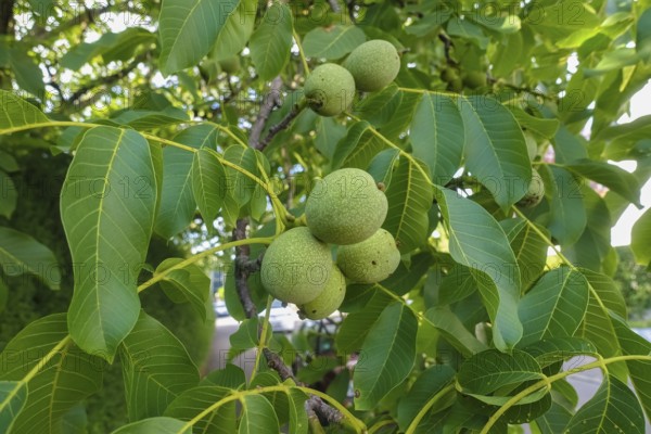 Real walnut, walnut tree (Juglans regia), deciduous tree, green nuts in summer, leaves, plants, gardens, Germany