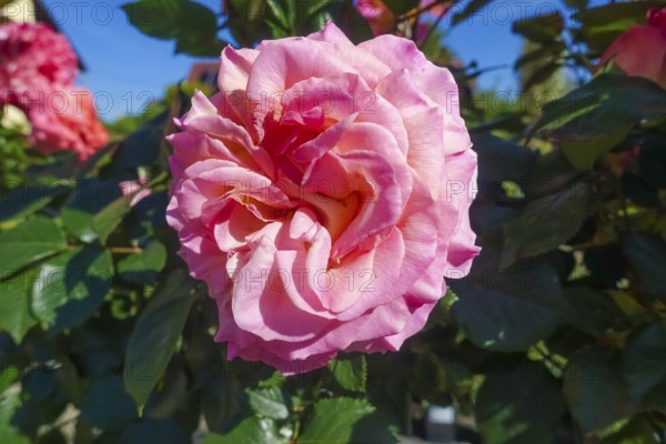 Roses (pink), pink blossom, flowers, plants, gardens, Germany