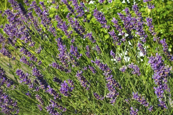 Lavender (Lavandula angustifolia), narrow-leaved lavender, ornamental plant, medicinal plant, purple flowers, flower bed, gardens, Germany