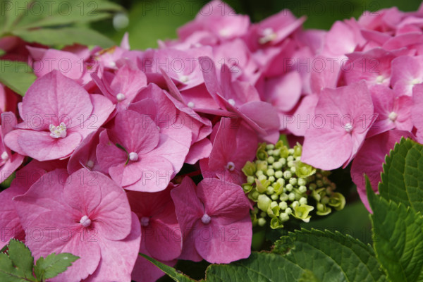 Hydrangeas (Hydrangea), ornamental shrub, pink flowers, gardens, flower bed, Germany