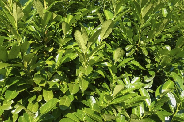 Cherry laurel, laurel cherry (Prunus laurocerasus), evergreen shrub, leaves, plants, gardens, Germany