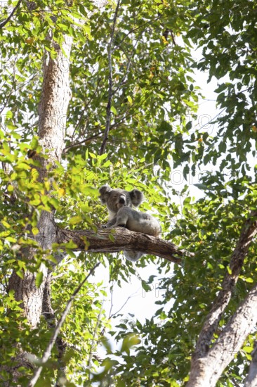 Koala on a tree in its natural habitat near Pumpenbil, Tweed Shire, New South Wales, Australia
